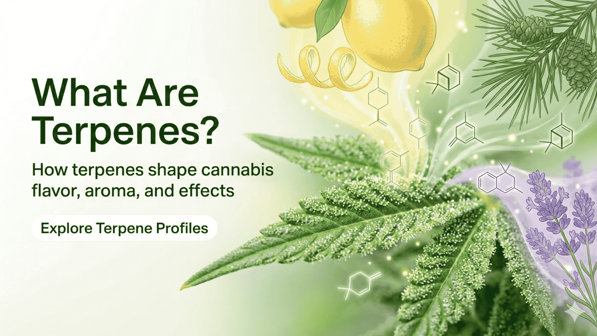 What Are Terpenes? How They Shape Cannabis Flavor, Aroma, and Effects